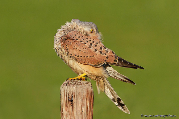 Roofvogels en Uilen, Bart Fotografie-051