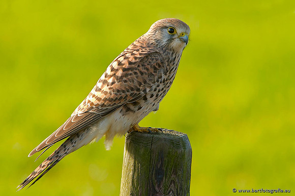 Roofvogels en Uilen, Bart Fotografie-052