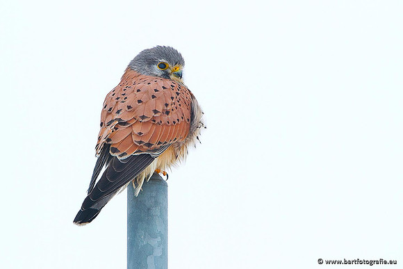 Roofvogels en Uilen, Bart Fotografie-054