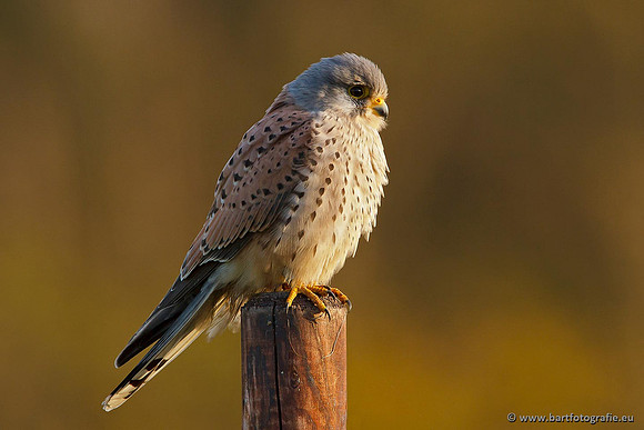 Roofvogels en Uilen, Bart Fotografie-053