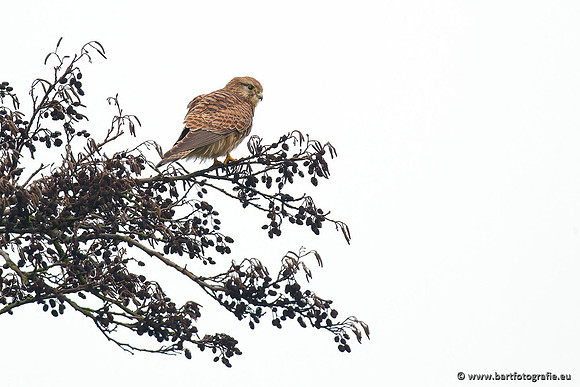 Roofvogels en Uilen, Bart Fotografie-055