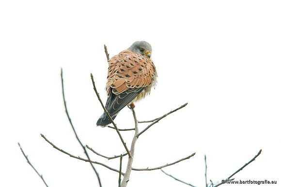 Roofvogels en Uilen, Bart Fotografie-056