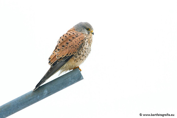 Roofvogels en Uilen, Bart Fotografie-057