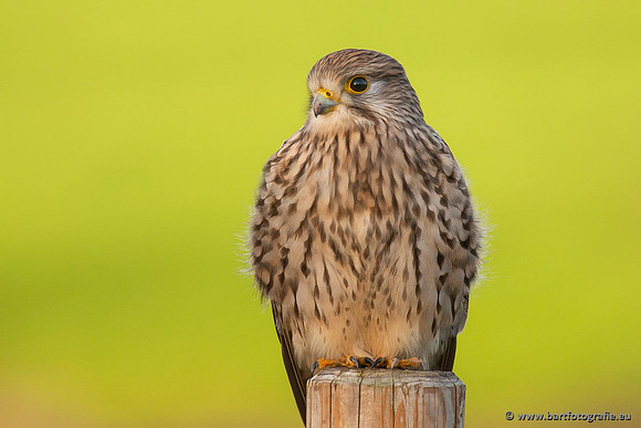 Roofvogels en Uilen, Bart Fotografie-058