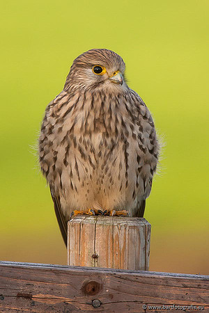 Roofvogels en Uilen, Bart Fotografie-059