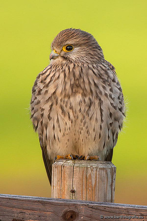 Roofvogels en Uilen, Bart Fotografie-060