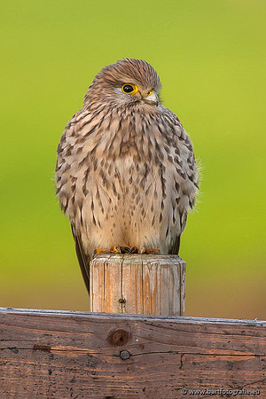 Roofvogels en Uilen, Bart Fotografie-061