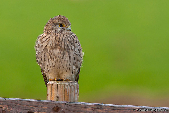 Roofvogels en Uilen, Bart Fotografie-062