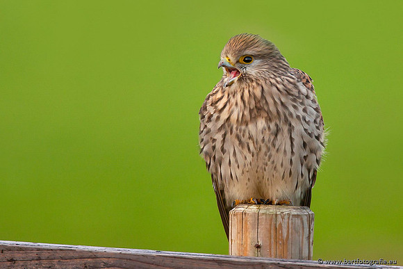 Roofvogels en Uilen, Bart Fotografie-064