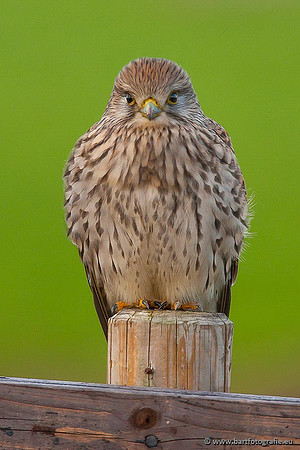 Roofvogels en Uilen, Bart Fotografie-063