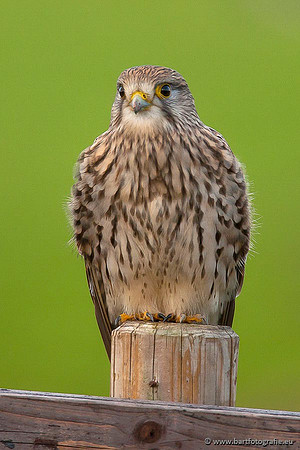 Roofvogels en Uilen, Bart Fotografie-067
