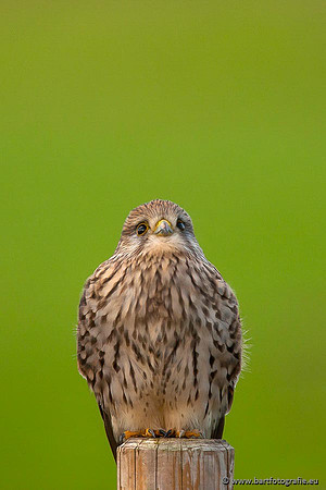 Roofvogels en Uilen, Bart Fotografie-066