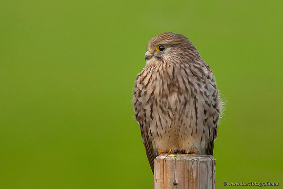 Roofvogels en Uilen, Bart Fotografie-065