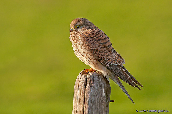Roofvogels en Uilen, Bart Fotografie-068