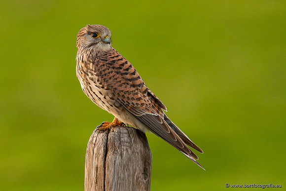 Roofvogels en Uilen, Bart Fotografie-069