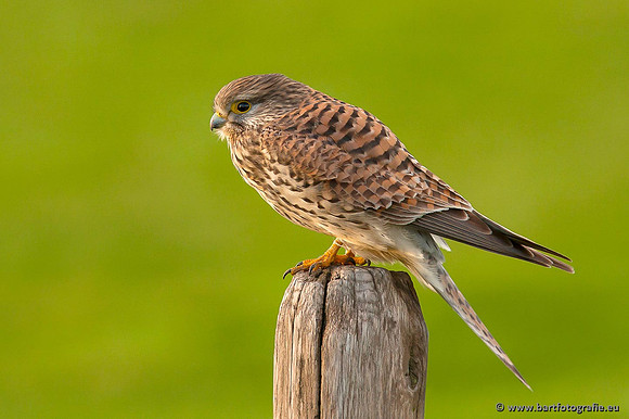 Roofvogels en Uilen, Bart Fotografie-071