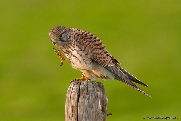 Roofvogels en Uilen, Bart Fotografie-070