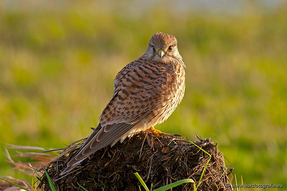 Roofvogels en Uilen, Bart Fotografie-072