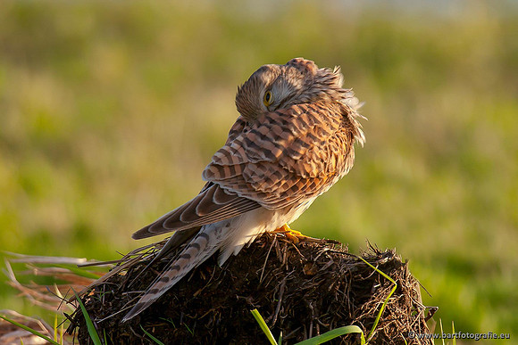 Roofvogels en Uilen, Bart Fotografie-073