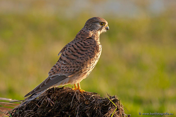 Roofvogels en Uilen, Bart Fotografie-074