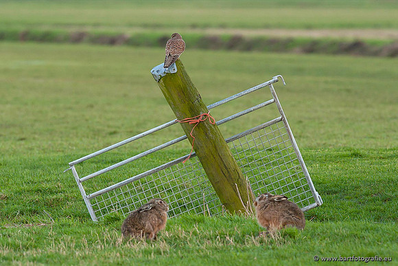 Roofvogels en Uilen, Bart Fotografie-075