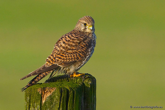 Roofvogels en Uilen, Bart Fotografie-076
