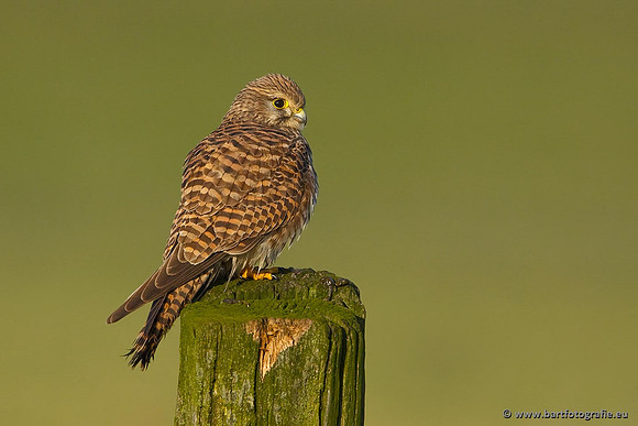 Roofvogels en Uilen, Bart Fotografie-077
