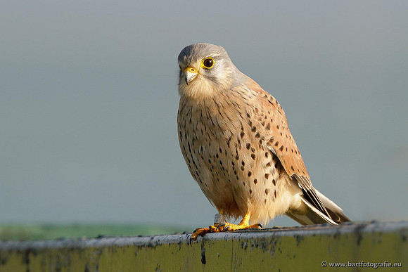 Roofvogels en Uilen, Bart Fotografie-079