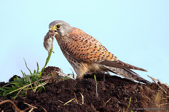 Roofvogels en Uilen, Bart Fotografie-080