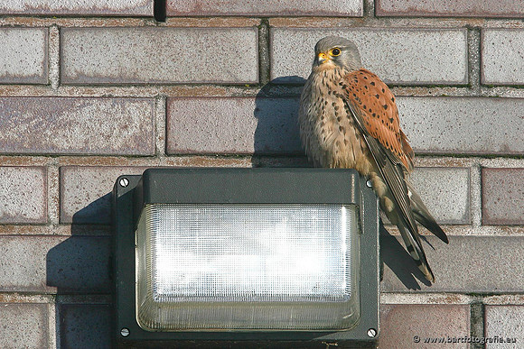 Roofvogels en Uilen, Bart Fotografie-078