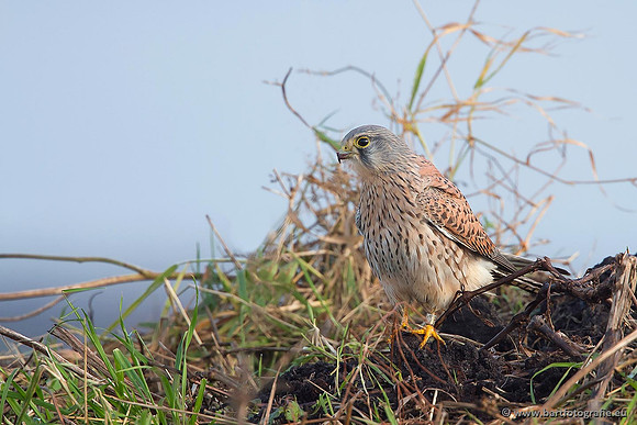Roofvogels en Uilen, Bart Fotografie-081