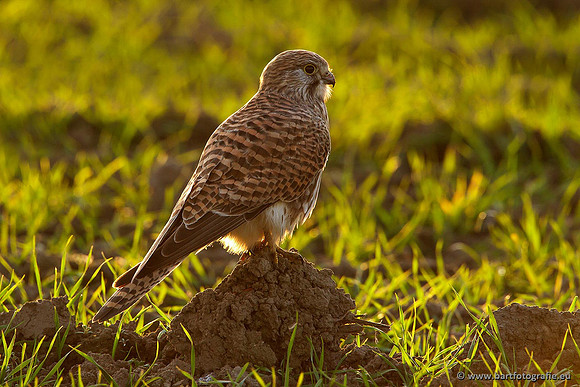 Roofvogels en Uilen, Bart Fotografie-082