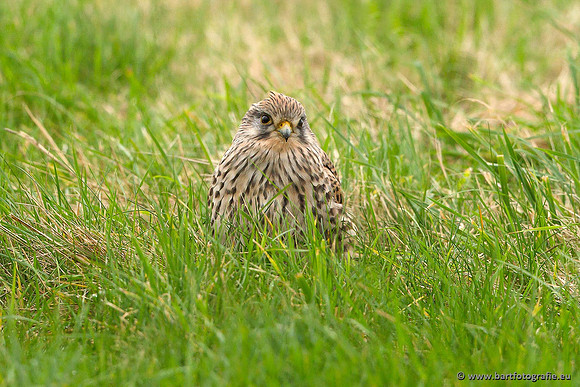 Roofvogels en Uilen, Bart Fotografie-083