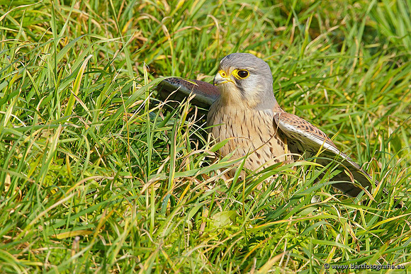 Roofvogels en Uilen, Bart Fotografie-084
