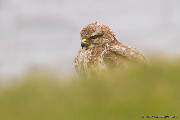 Roofvogels en Uilen, Bart Fotografie-086