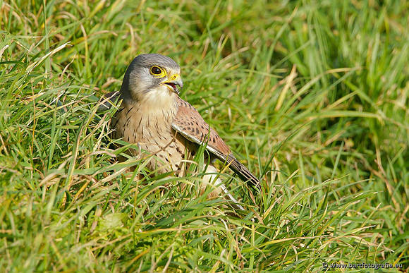Roofvogels en Uilen, Bart Fotografie-085