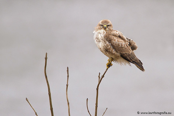 Roofvogels en Uilen, Bart Fotografie-087