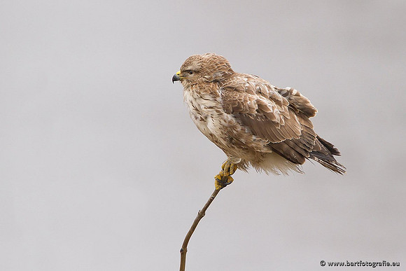 Roofvogels en Uilen, Bart Fotografie-088