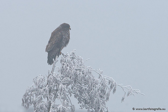 Roofvogels en Uilen, Bart Fotografie-089