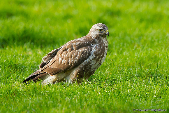 Roofvogels en Uilen, Bart Fotografie-090