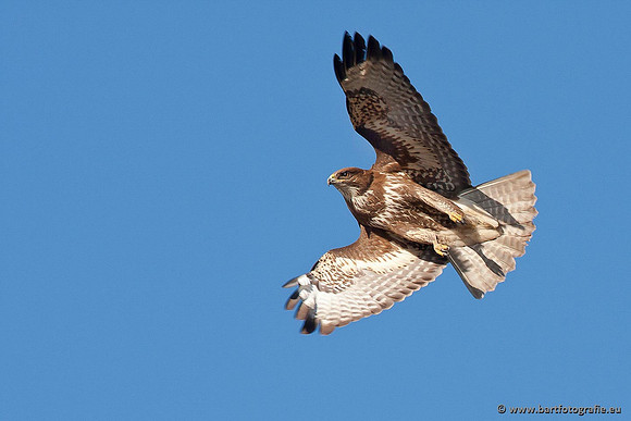 Roofvogels en Uilen, Bart Fotografie-091