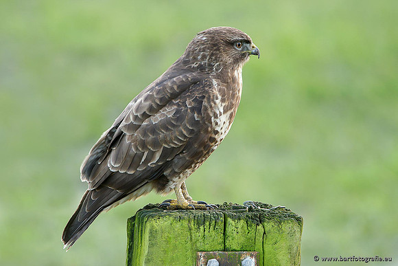 Roofvogels en Uilen, Bart Fotografie-092
