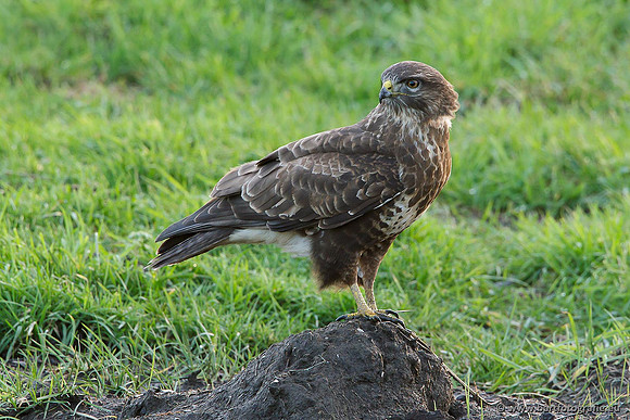Roofvogels en Uilen, Bart Fotografie-094