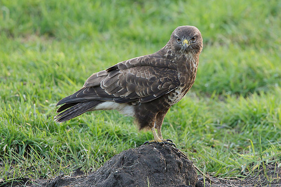 Roofvogels en Uilen, Bart Fotografie-093