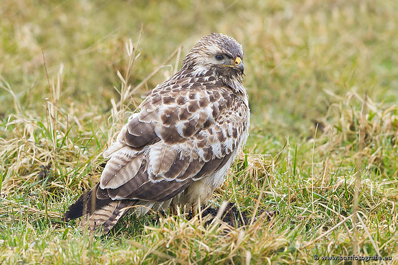 Roofvogels en Uilen, Bart Fotografie-095