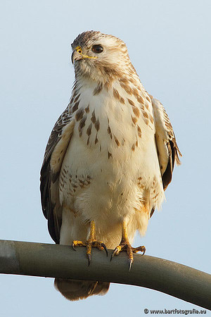 Roofvogels en Uilen, Bart Fotografie-096