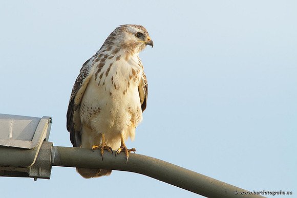 Roofvogels en Uilen, Bart Fotografie-097