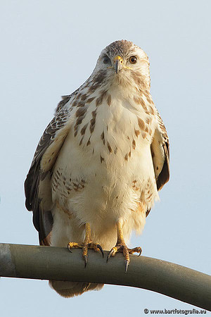 Roofvogels en Uilen, Bart Fotografie-098