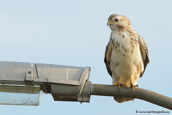 Roofvogels en Uilen, Bart Fotografie-099