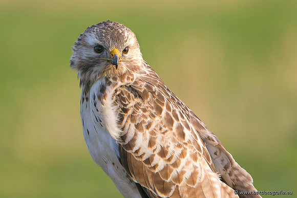 Roofvogels en Uilen, Bart Fotografie-100